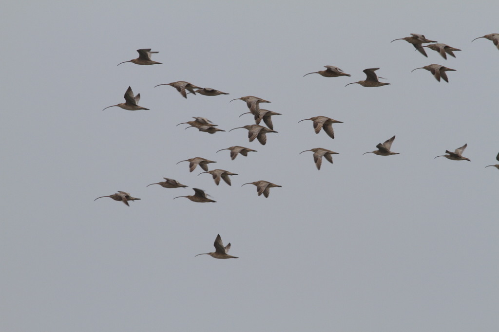 ホーロクシギというそうです
