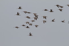 ホーロクシギというそうです