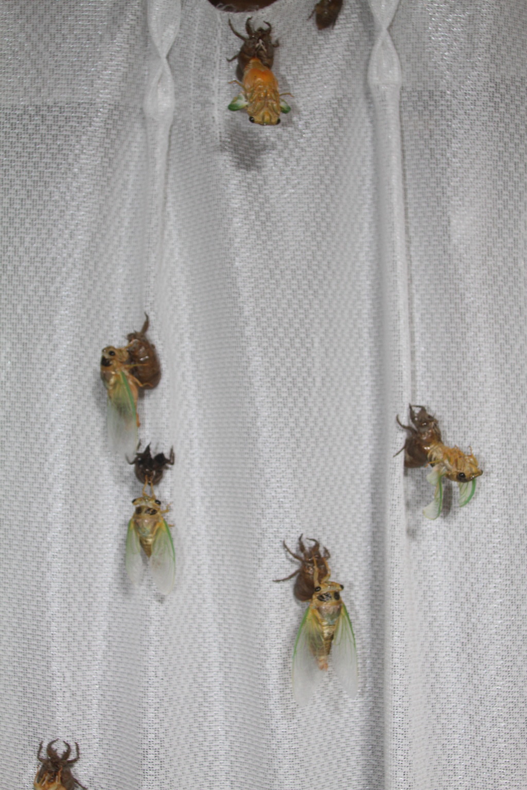 今日は遅いですね