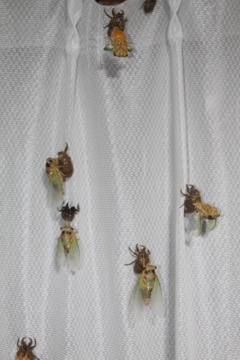 今日は遅いですね