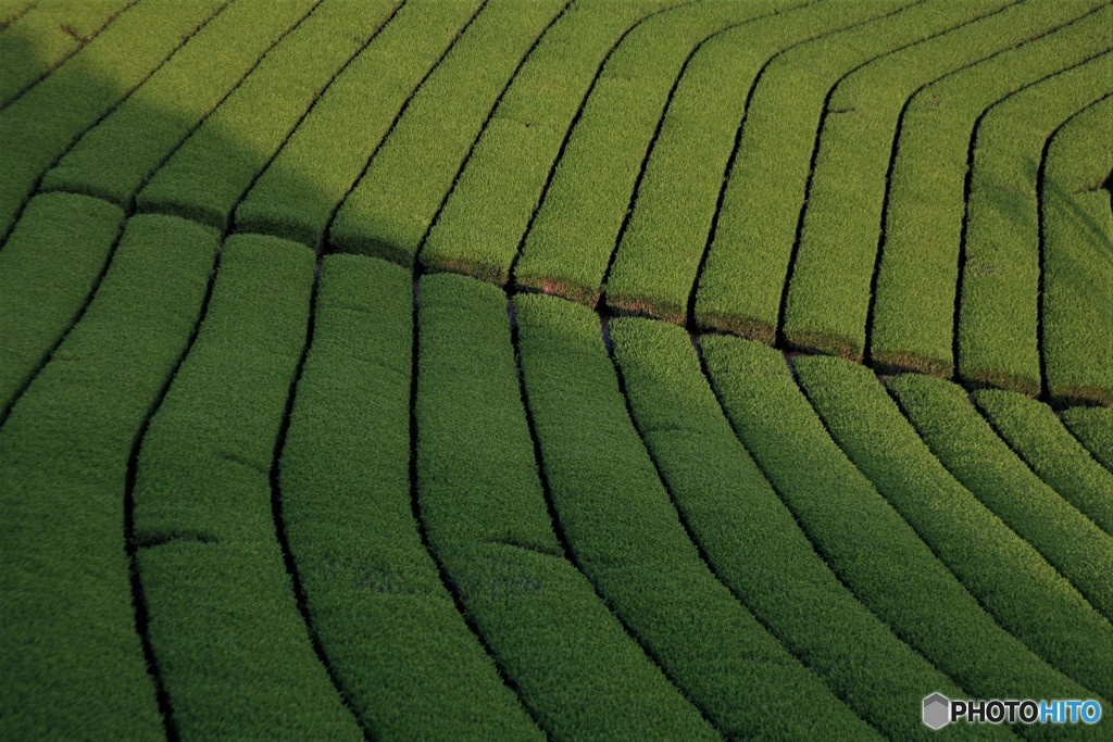 抹茶味、ロールケーキ