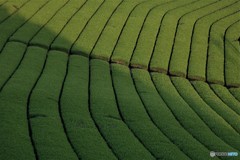 抹茶味、ロールケーキ