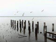 ヘラサギセピア風に