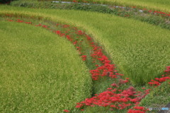アーチ