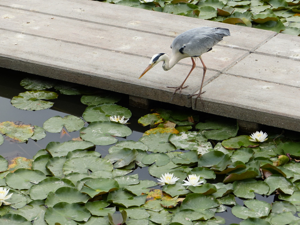 今朝のあおちゃん