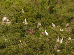 アオサギゾーン