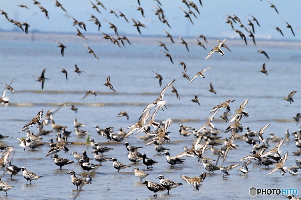 ２５種類見つけました