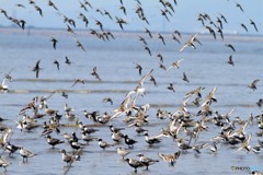 ２５種類見つけました