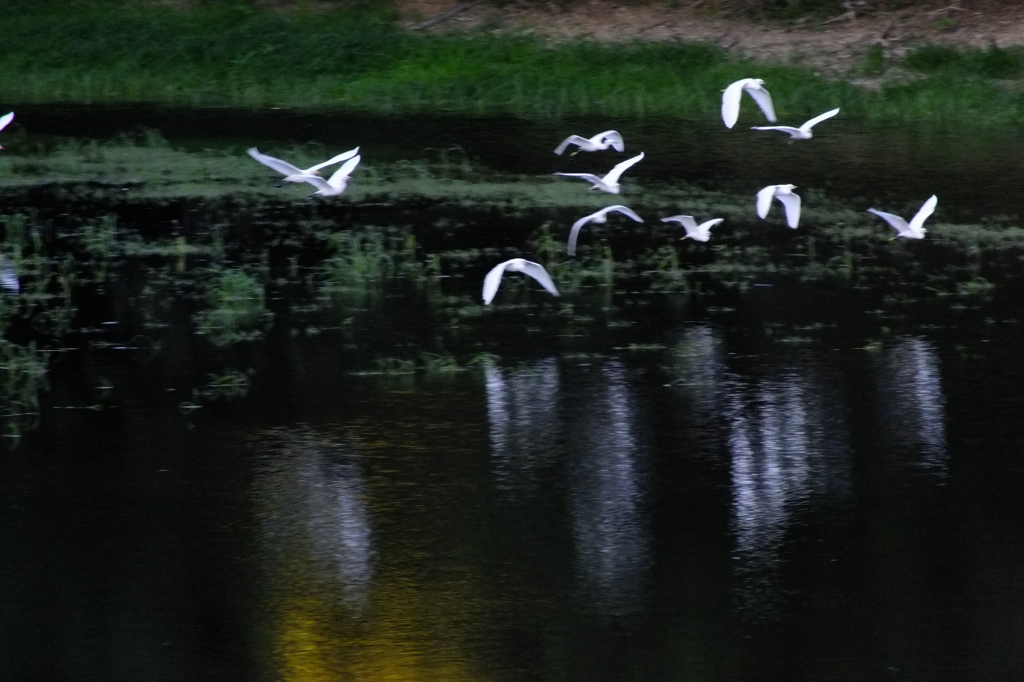 またサギですみません