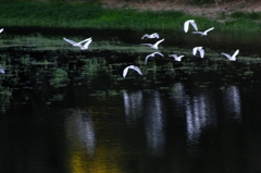 またサギですみません