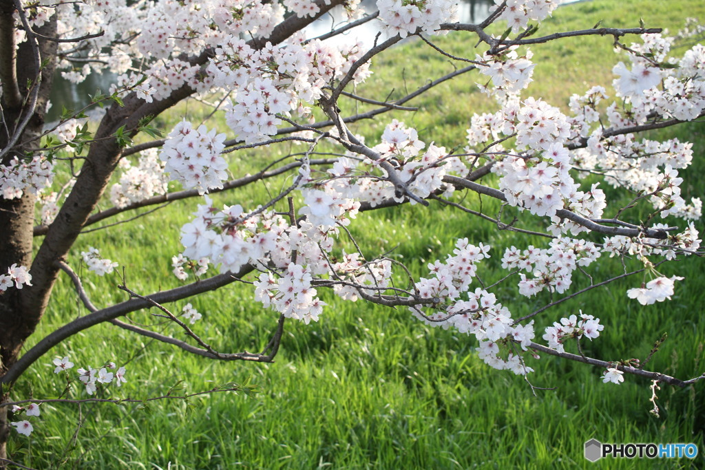 満開だあ、２４度だあ