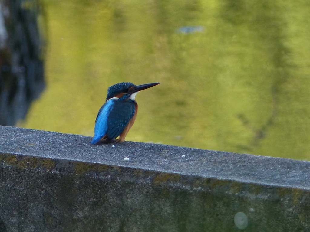 今日のまるちゃん