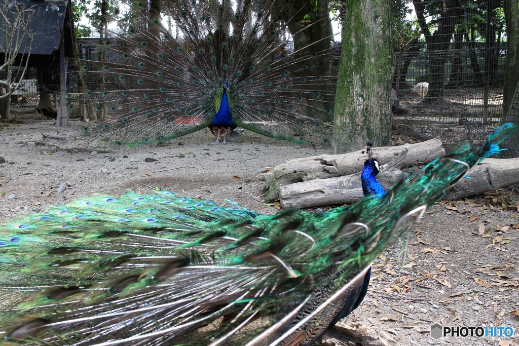 大きく見せようとします