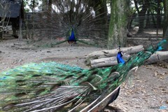 大きく見せようとします