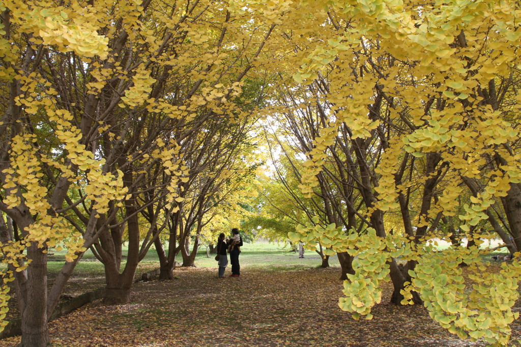 昨年みたいにはきれいじゃなか