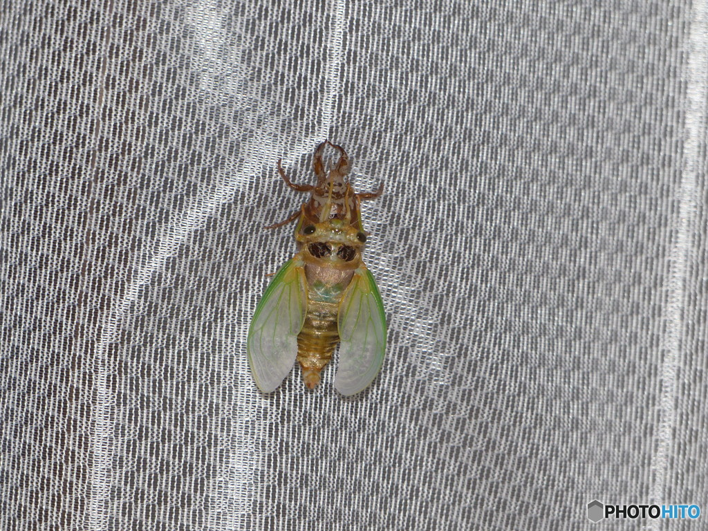 せーみせみせみ