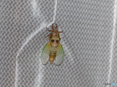 せーみせみせみ