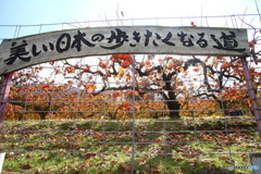 きれいなとこです
