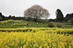 この桜は元気です