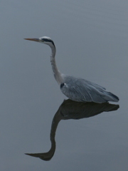 今朝のあおちゃん