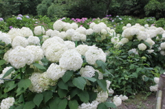 白アジサイ