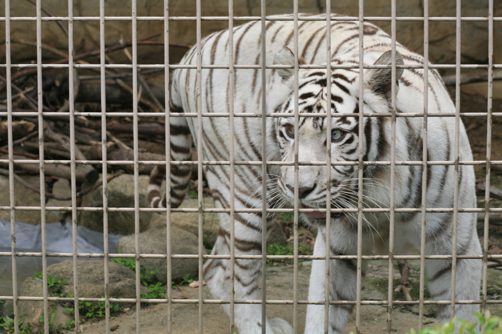 ホワイトタイガー