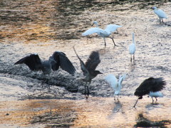 夕陽を浴びて