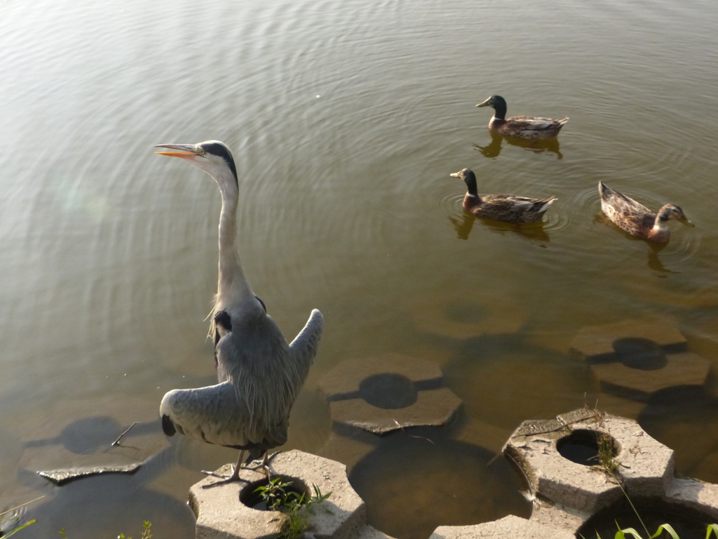 あおちゃん喜ぶ