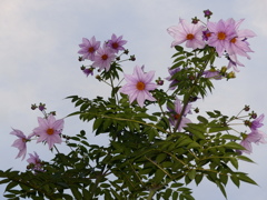 背が高くて気品がありますね