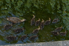 大きくなったね