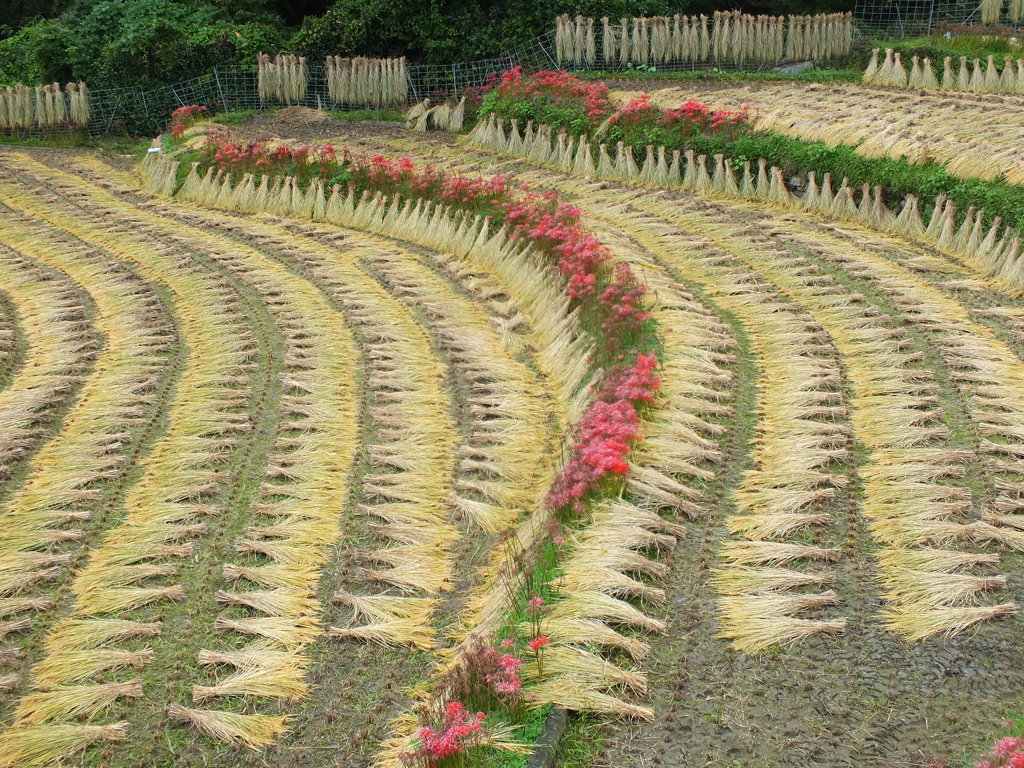 イノシシ除けの柵も