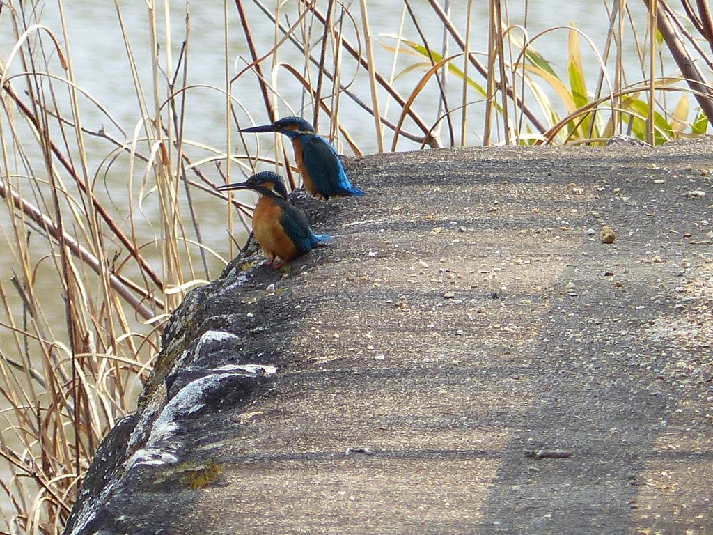 夕焼けがきれいかね