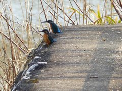 夕焼けがきれいかね