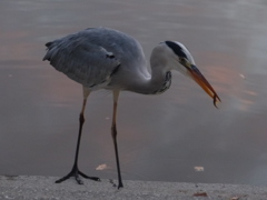 遊んでもらいました