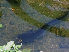 大きなナマズに
