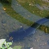 大きなナマズに
