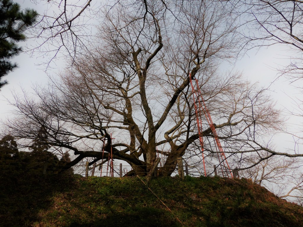 がんばれ一本桜
