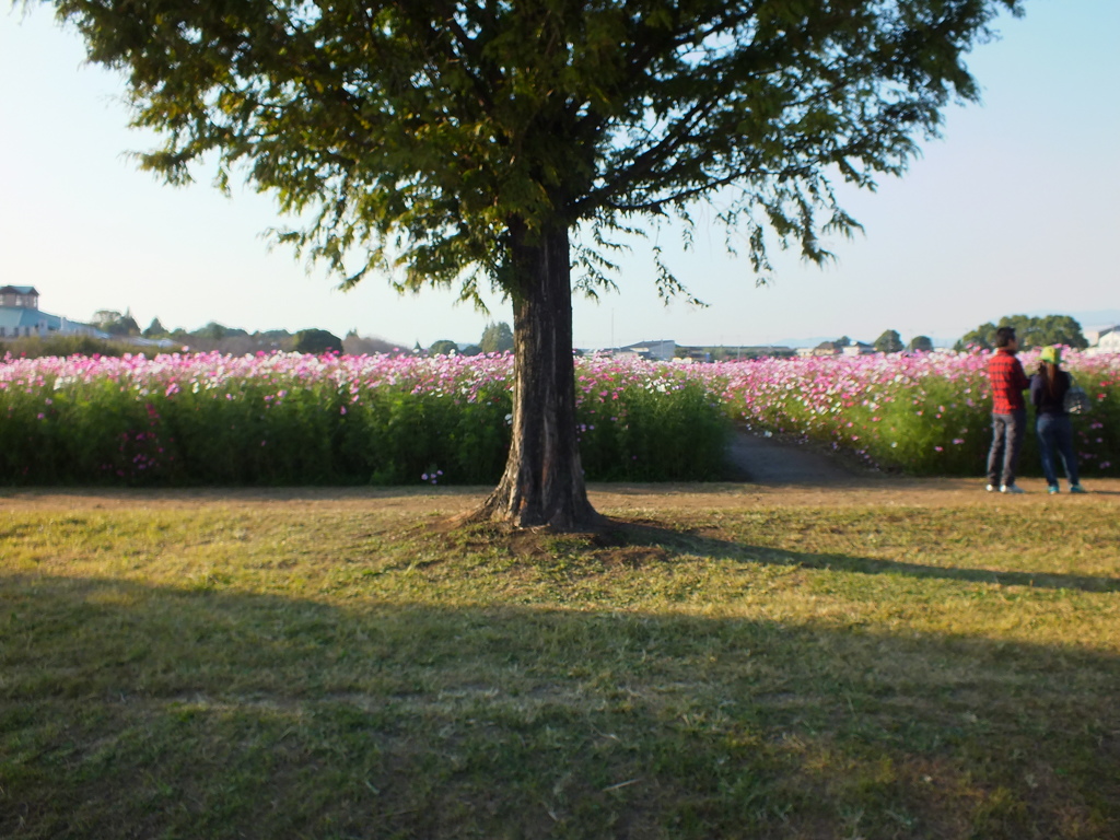 １０００万本　九州最大規模