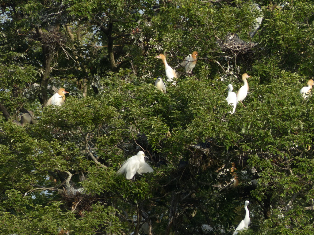 今朝のアマちゃん