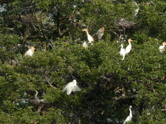 今朝のアマちゃん