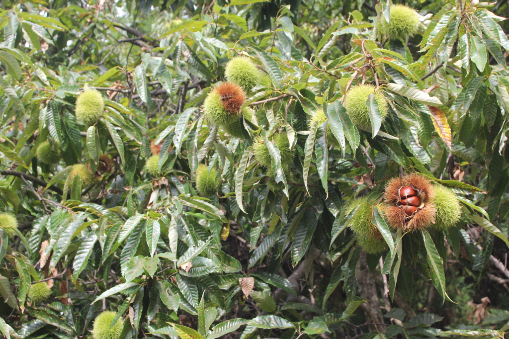 今日は栗ごはん