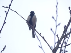 源さんの財布？