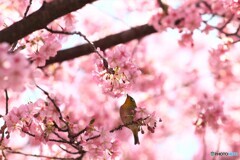 河津桜メジロ