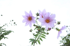 咲き始めました