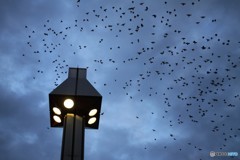 フランスじゃないです