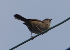 あら、いい声だね