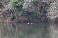 オシドリは難しい