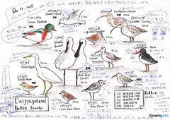 こんなのがいます