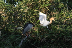 アマちゃんとごいさぎ