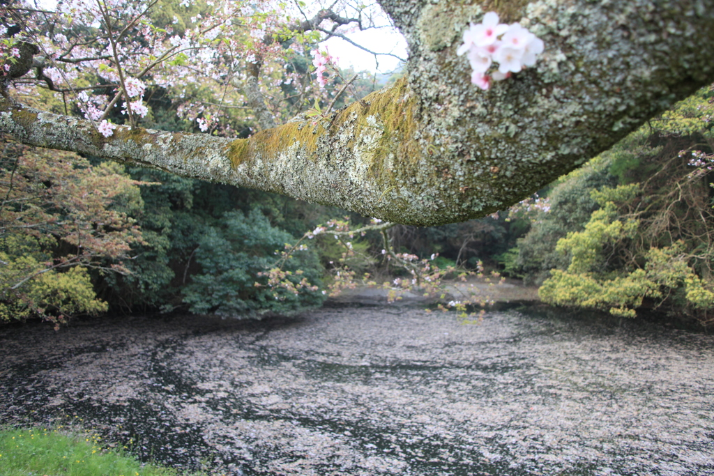 花筏